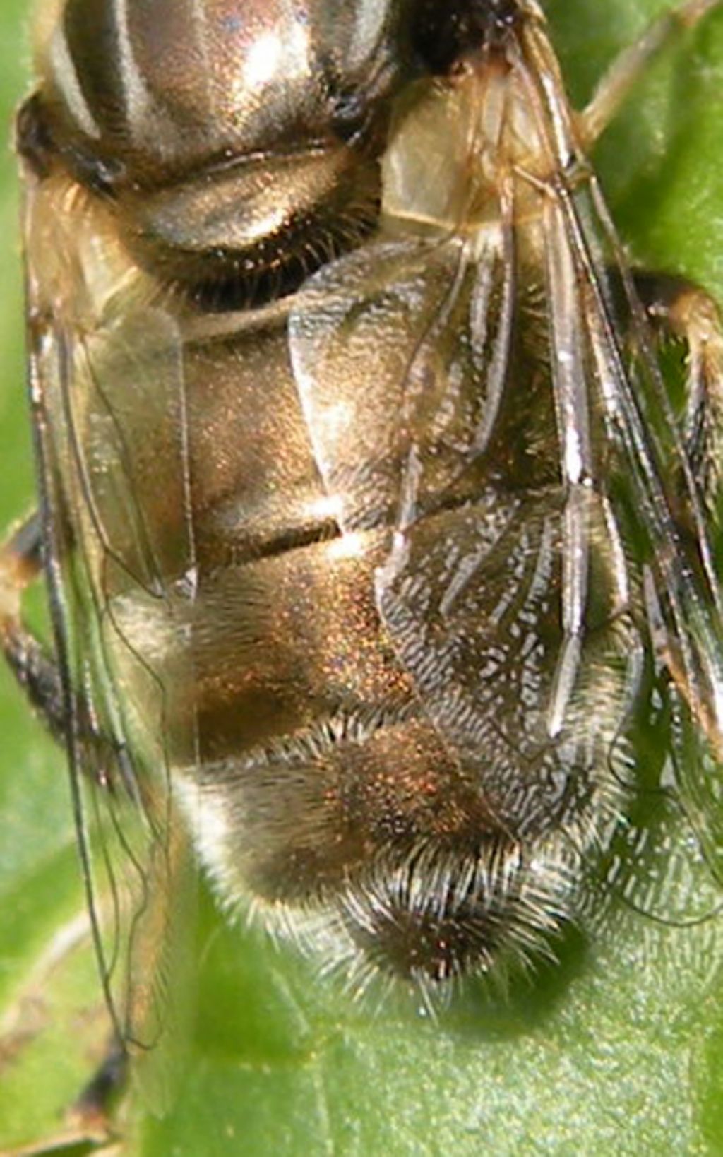 Il solito problema: Eristalinus aeneus o sepulcralis..